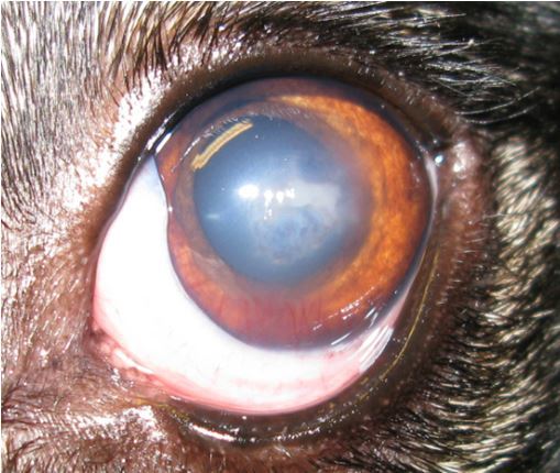 soft malacic melting ulcer